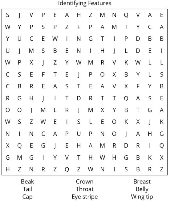 This word search puzzle is a grid of 14 rows of 14 characters. Words to find: Beak, Crown, Breast, Tail, Throat, Belly, Cap, Eye stripe, Wing tip. See long description below.